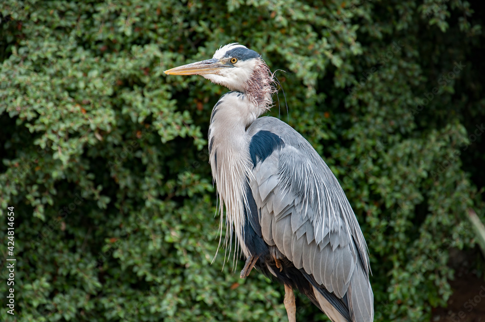 Fototapeta premium Closeup of a Grey heron.