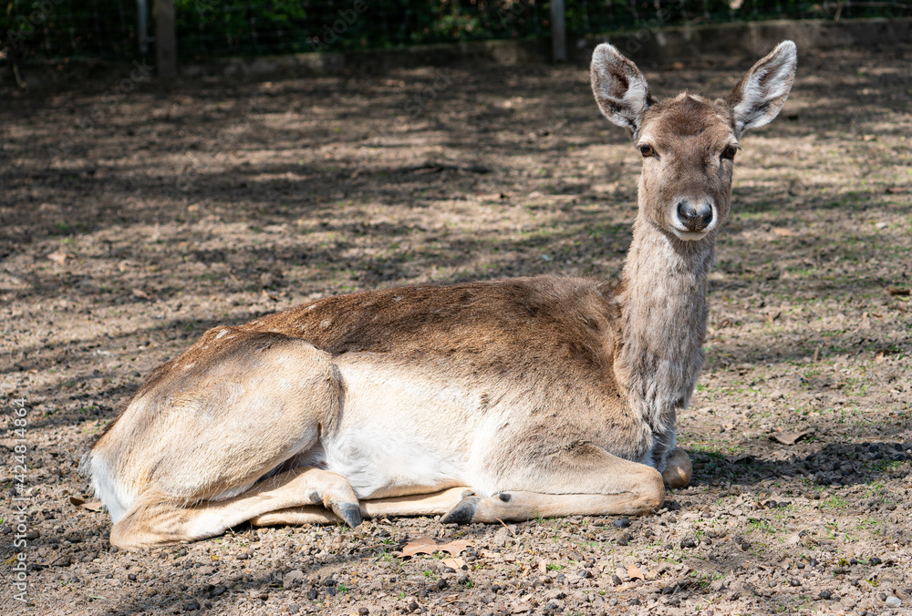 female deer laying on the ground