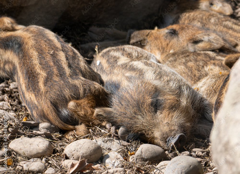 sleeping baby wild boars next to each other sleeping baby wild boars next to each other