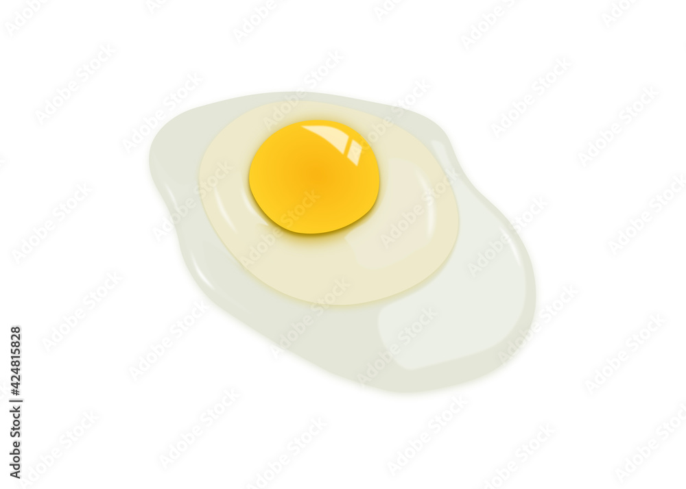 Vector illustration of one raw chicken egg with yellow yolk and clear white egg in three layers on white background. The largest cell in the world. Vector illustration of one raw chicken egg with yellow yolk and clear white egg in three layers on white background. The largest cell in the world.