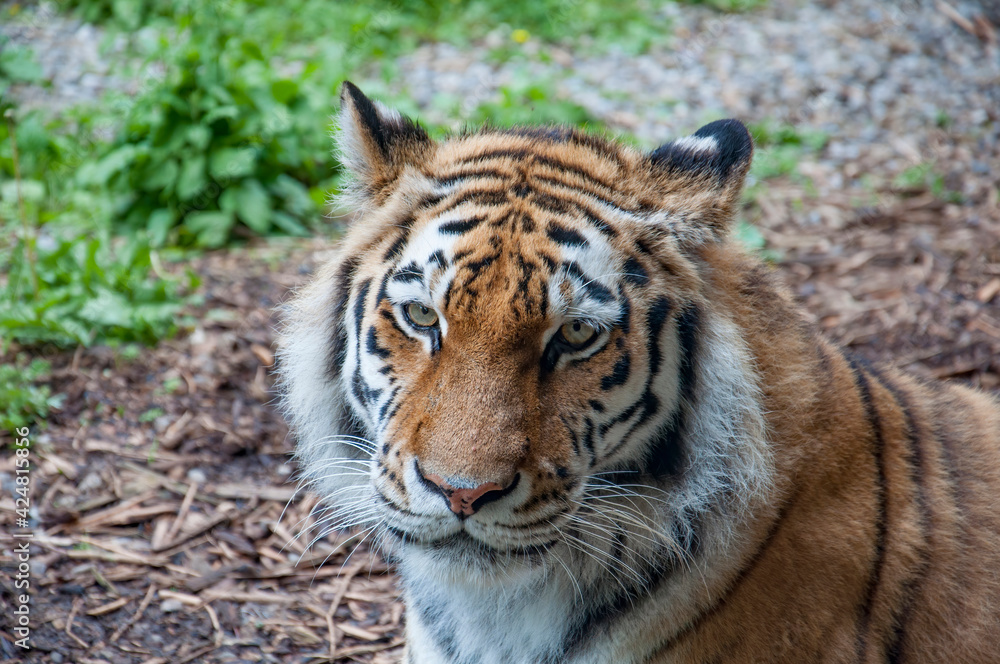 Portrait of an Amur Tiger.