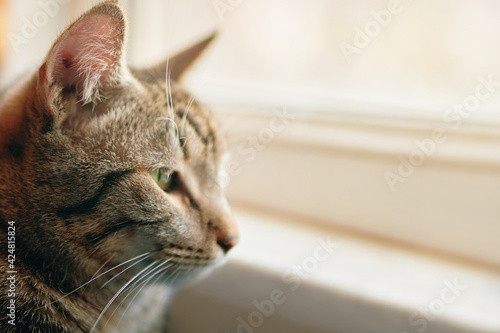 Tabby cat looks out window. Pet sit near windowsill. Close up of sad pussycat. Animal portrait.