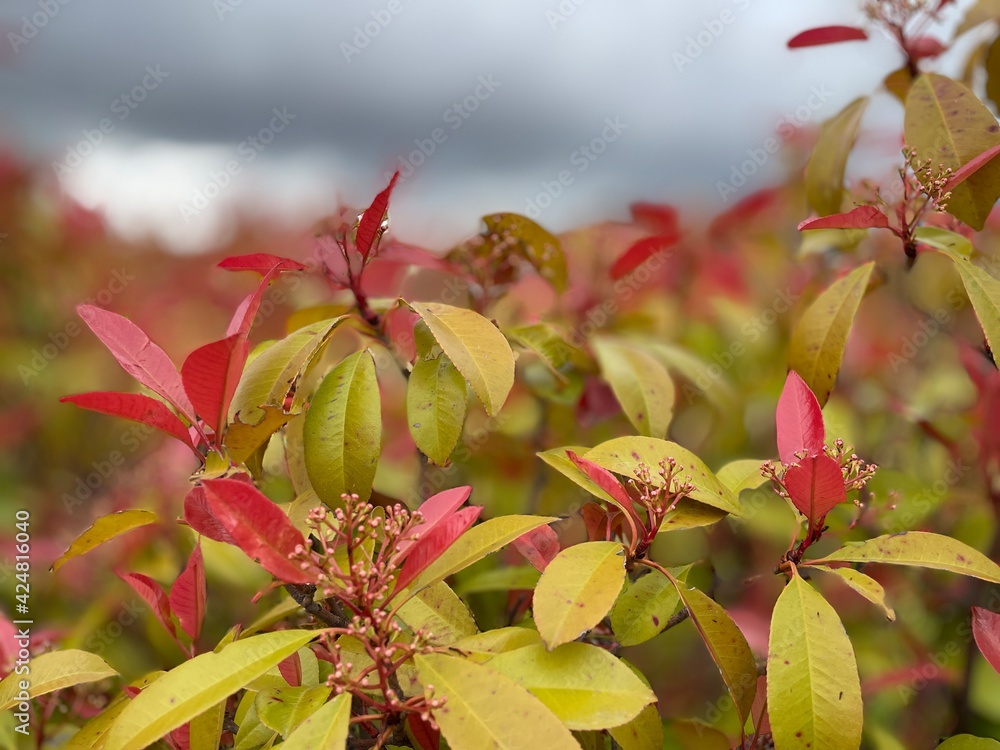 Obraz premium red and yellow leaves