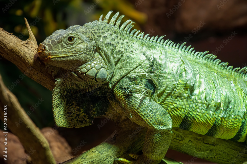 Closeup of an Iguana climbing.