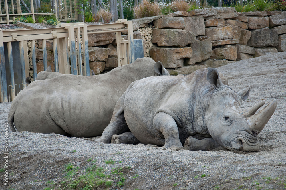 Fototapeta premium Two Southern White Rhinoceros resting together.