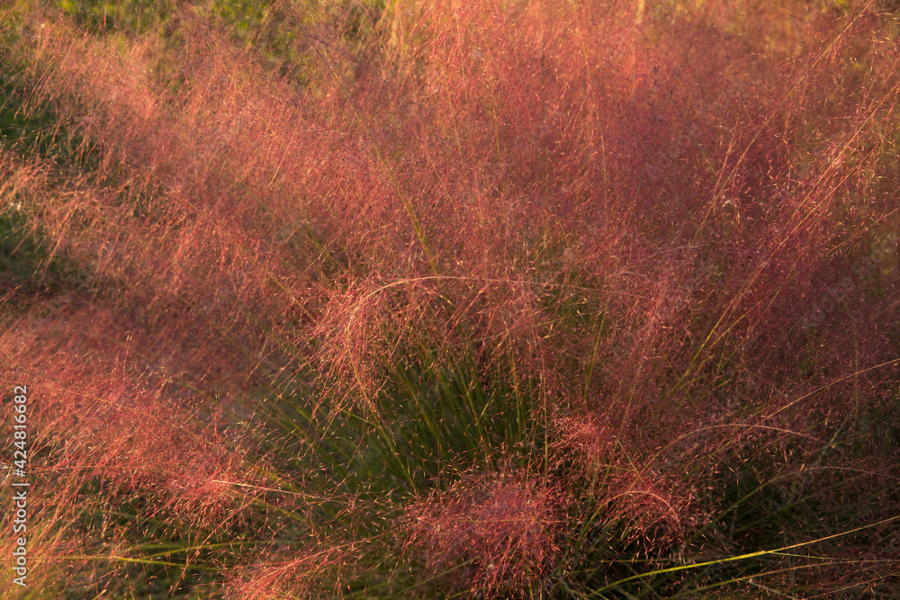 Floral background texture and pattern. Closeup view of ornamental grass Muhlenbergia capillaris, also known as pink muhly grass, green leaves and pink flowers, blooming in the garden at sunset. Floral background texture and pattern. Closeup view of ornamental grass Muhlenbergia capillaris, also known as pink muhly grass, green leaves and pink flowers, blooming in the garden at sunset.