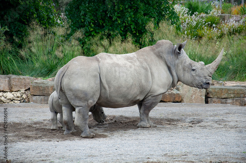 Southern White Rhinoceros and her calf. 
