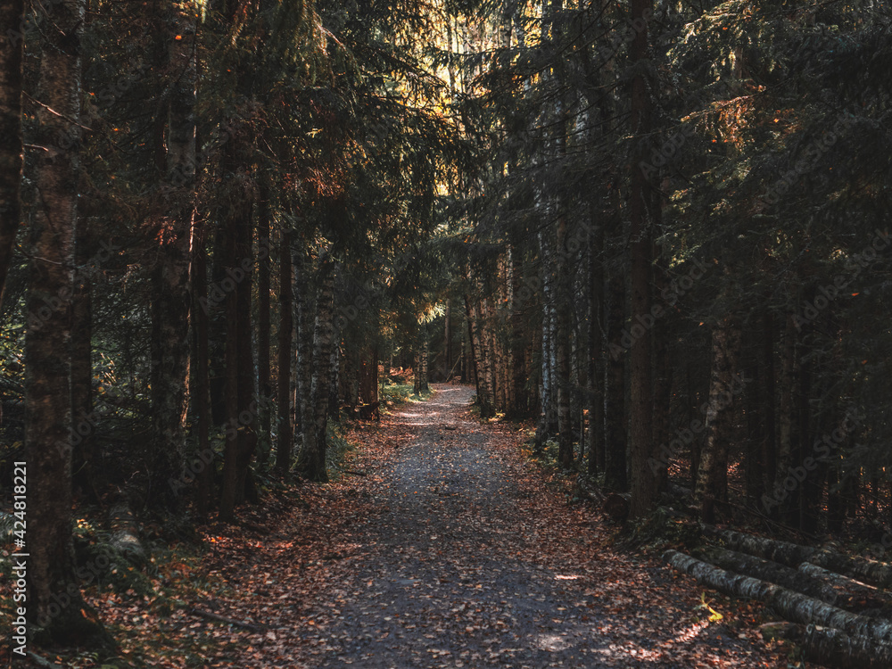 Fototapeta premium Moody forest path. Sunlight peaking through trees.