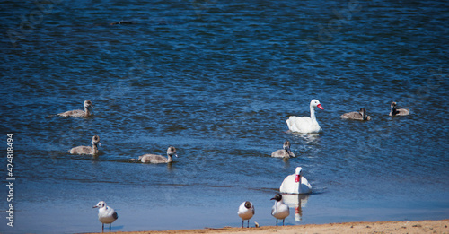 famiily of goose photo