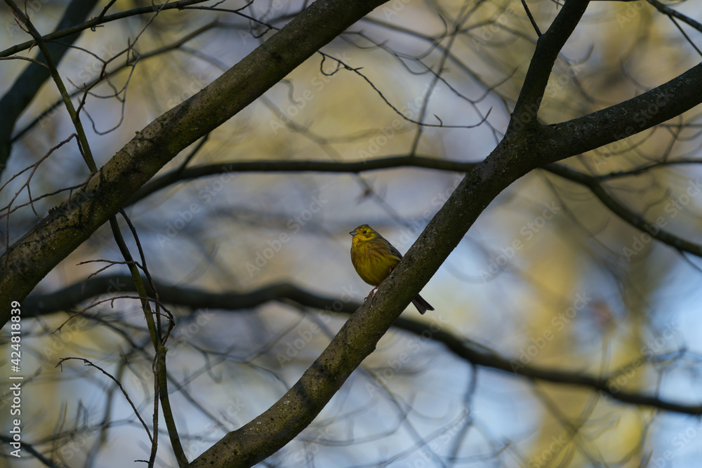 Yellowhammer Emberiza citrinella sits on a tree in the morning Yellowhammer Emberiza citrinella sits on a tree in the morning