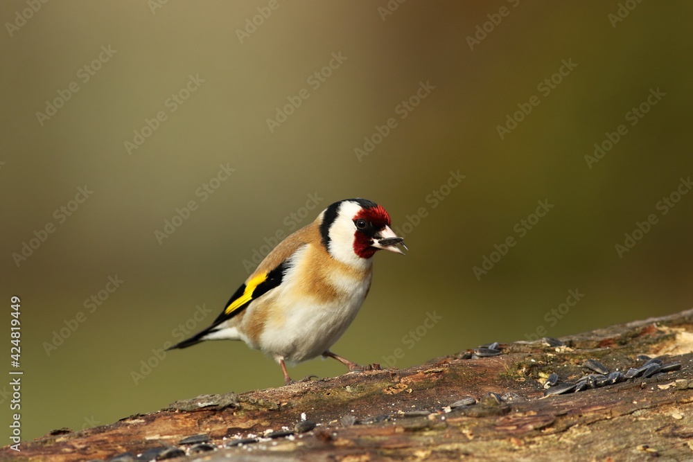 The European goldfinch or simply the goldfinch (Carduelis carduelis) sitting on the old branch. The European goldfinch or simply the goldfinch (Carduelis carduelis) sitting on the old branch.