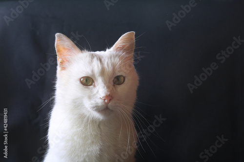 Beautiful white cat on a black background