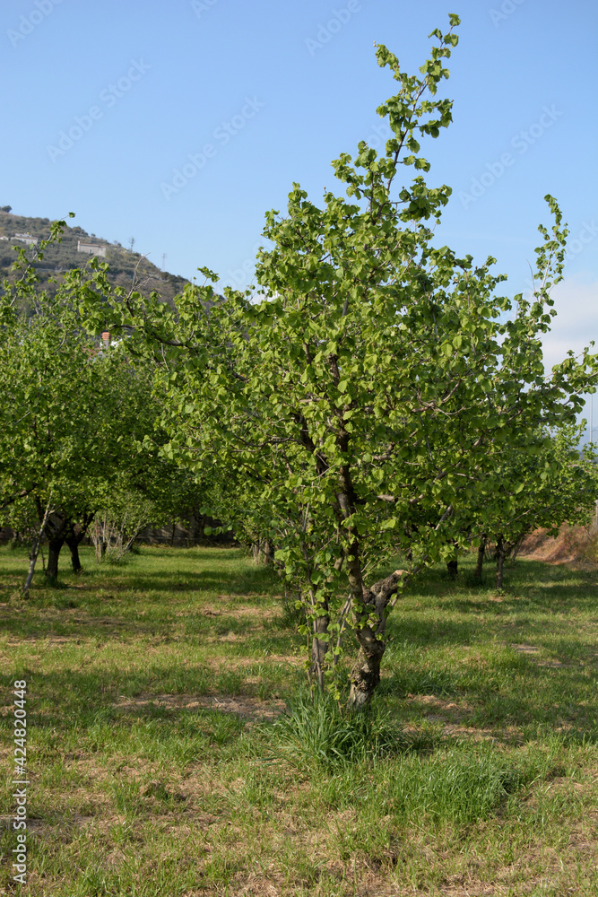 Fototapeta premium ALBERI DI NOCCIOLE,GIFFONI VALLE PIANA,1 APRILE 2021.