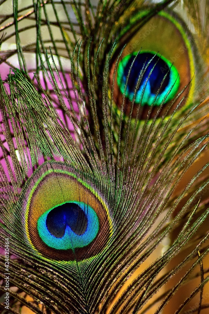 Obraz premium peacock feather close up