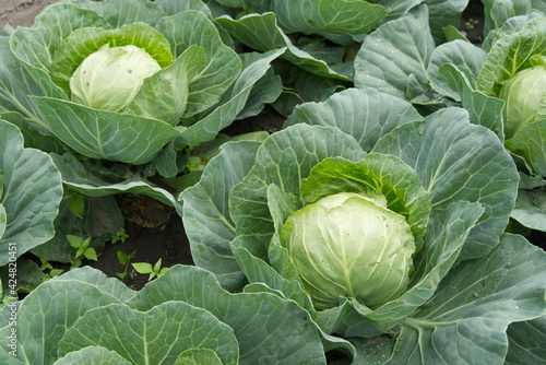 Valokuva Fresh cabbage in a field, cabbage are growing in a garden