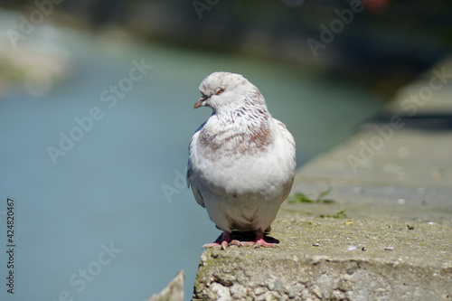 a white with a pinkish breasted dove sits on the parapet and turns its head to the side looking at the camera © stasbeloglazov