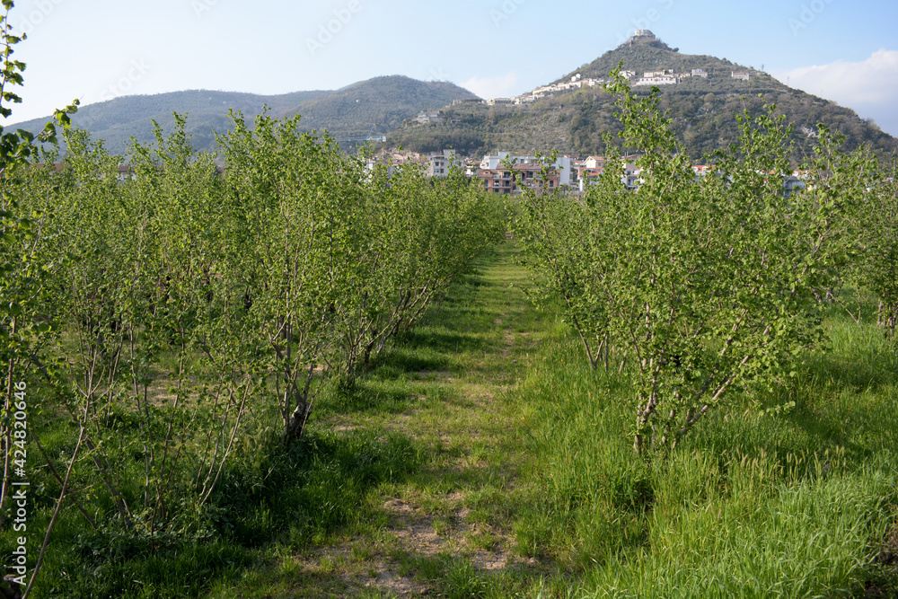 Naklejka premium ALBERI DI NOCCIOLE,GIFFONI VALLE PIANA,1 APRILE 2021.