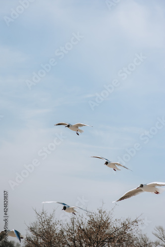 Many large, beautiful, white sea gulls fly against the background of a blue sky with trees, soaring above the clouds and the ocean, spreading their long wings. Summer, spring photography of birds.