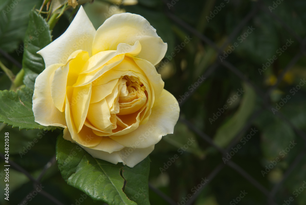 Beautiful yellow rose flower in a garden no blurred background Beautiful yellow rose flower in a garden no blurred background
