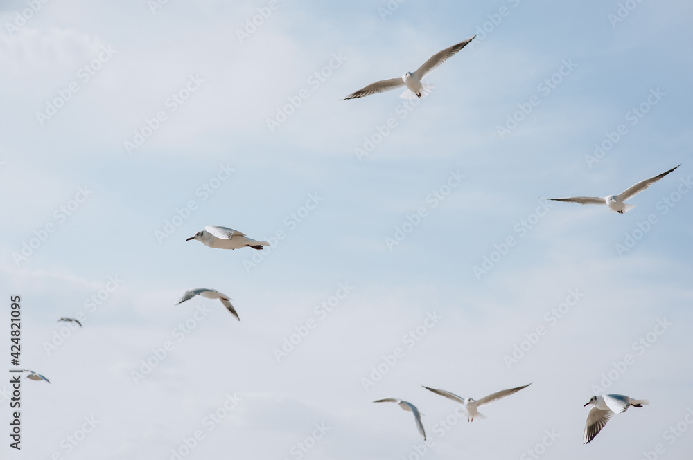 Many white and gray sea gulls fly against the blue sky, soaring above the clouds on a sunny day. Photo of a bird. Many white and gray sea gulls fly against the blue sky, soaring above the clouds on a sunny day. Photo of a bird.