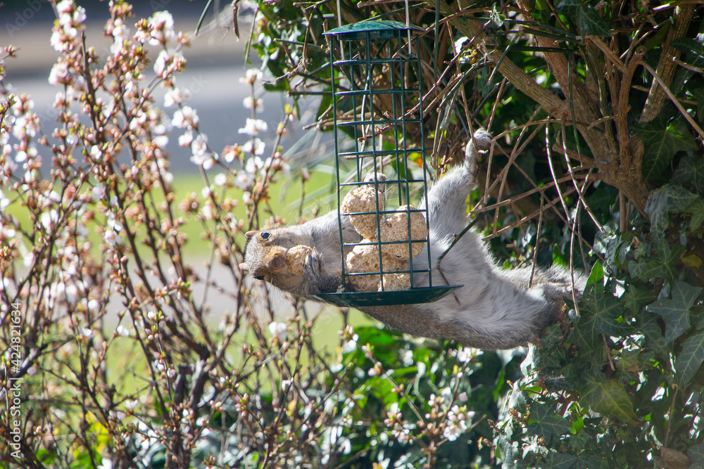 A squirrel hanging at a funny angle from a bush sealing suet fat balls from  a bird feeder. He is holding some of the food in his claw. Photos | Adobe  Stock