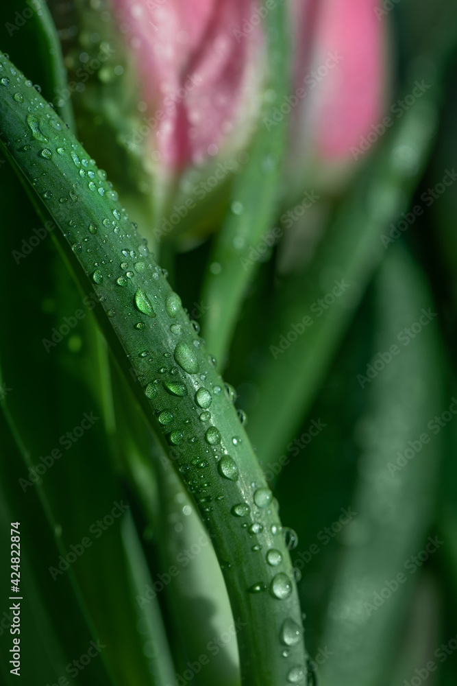 tulips in the drops of dew tulips in the drops of dew