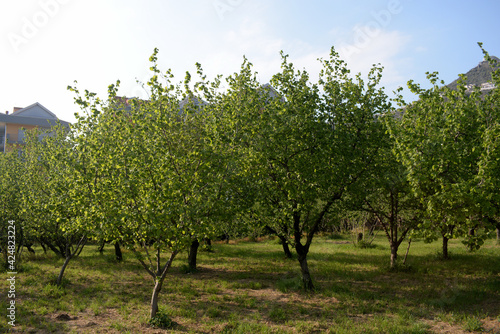 ALBERI DI NOCCIOLE,GIFFONI VALLE PIANA,1 APRILE 2021.