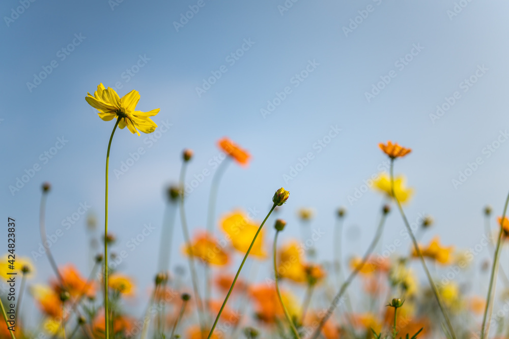 Closeup of yellow and orange Cosmos flower with blue sky as background under sunlight using as background natural flora landscape, ecology wallpaper page concept.