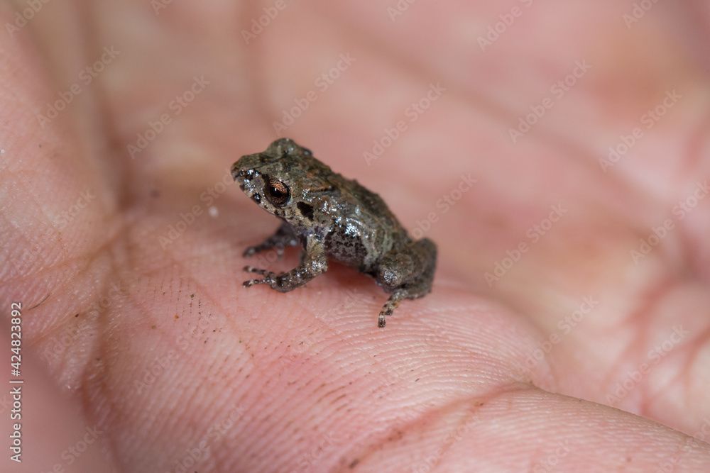 Obraz premium Pristimantis sp es una rana que se ubica en elevaciones entre 1800 a 2200 msnm. en la ceja de selva en la region Amazonas, esta especie es de habitos nocturnos.