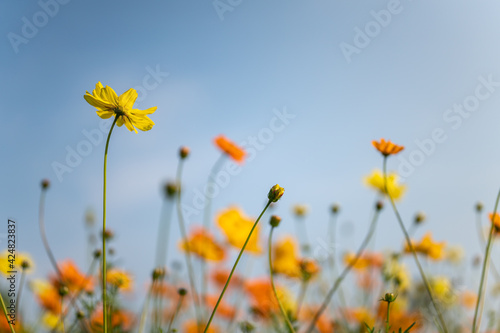 Closeup of yellow and orange Cosmos flower with blue sky as background under sunlight using as background natural flora landscape  ecology wallpaper page concept.
