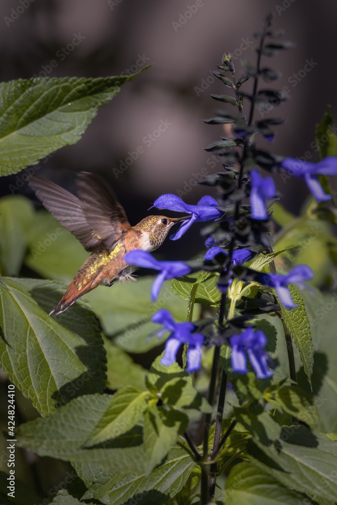 Fototapeta premium A hummingbird drinks nectar from flowers. Estes Park, Colorado.