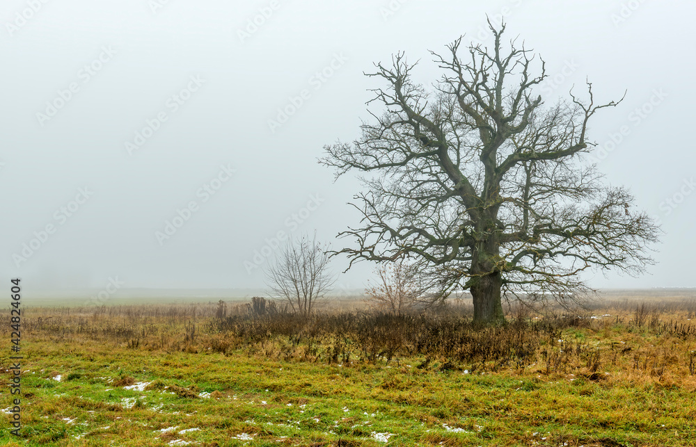 Lonely old oak tree among agricultural field at foggy winter morning Lonely old oak tree among agricultural field at foggy winter morning