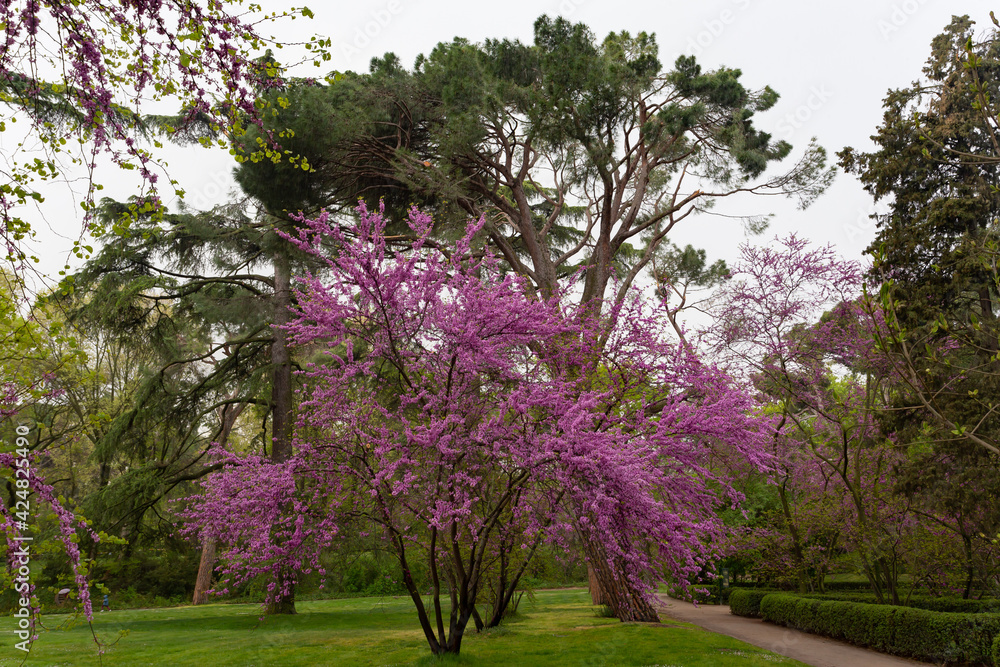 Flowering trees and green plants in the gardens of the Del Capricho park in Madrid. Parks and gardens of Madrid.