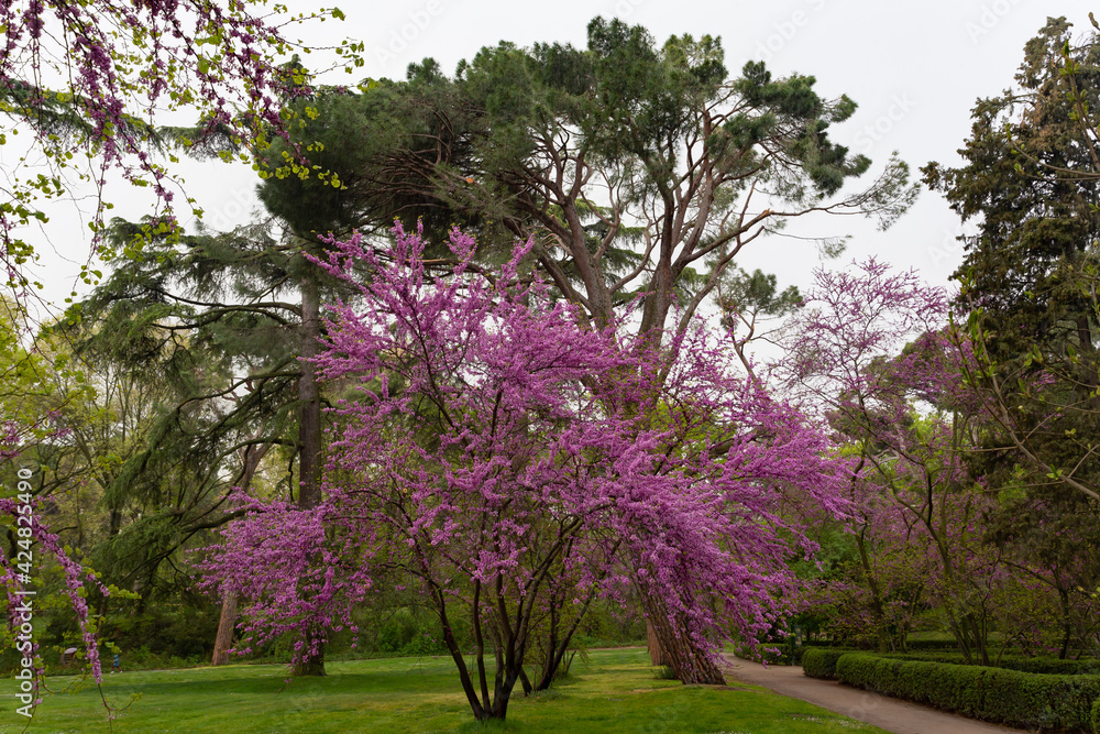 Fototapeta premium Flowering trees and green plants in the gardens of the Del Capricho park in Madrid. Parks and gardens of Madrid.