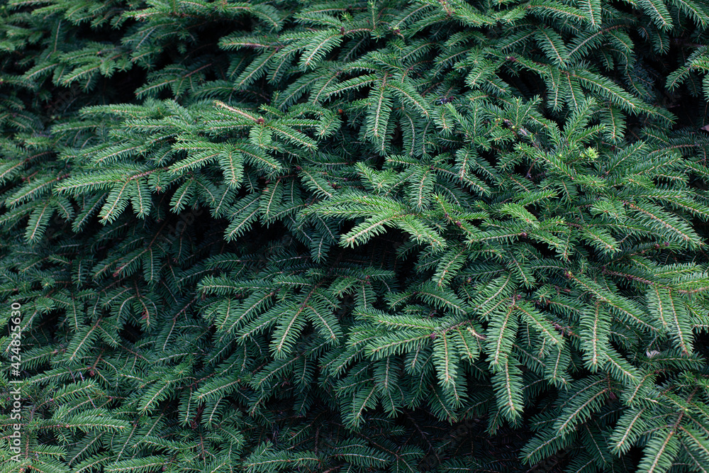 Spruce brunch texture in daylight