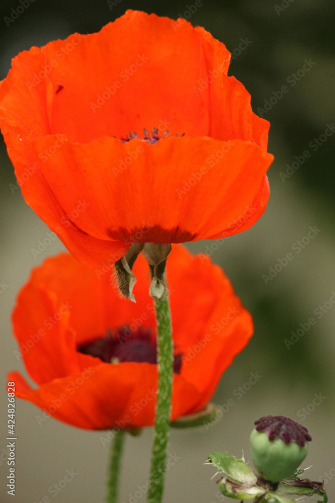 Papaver rhoeas. Bright red flower, close-up of two flowers on a green background. Papaver rhoeas. Bright red flower, close-up of two flowers on a green background.