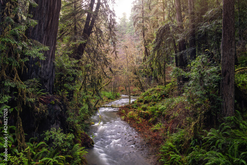 Redwood Forest Landscape in Beautiful Northern California