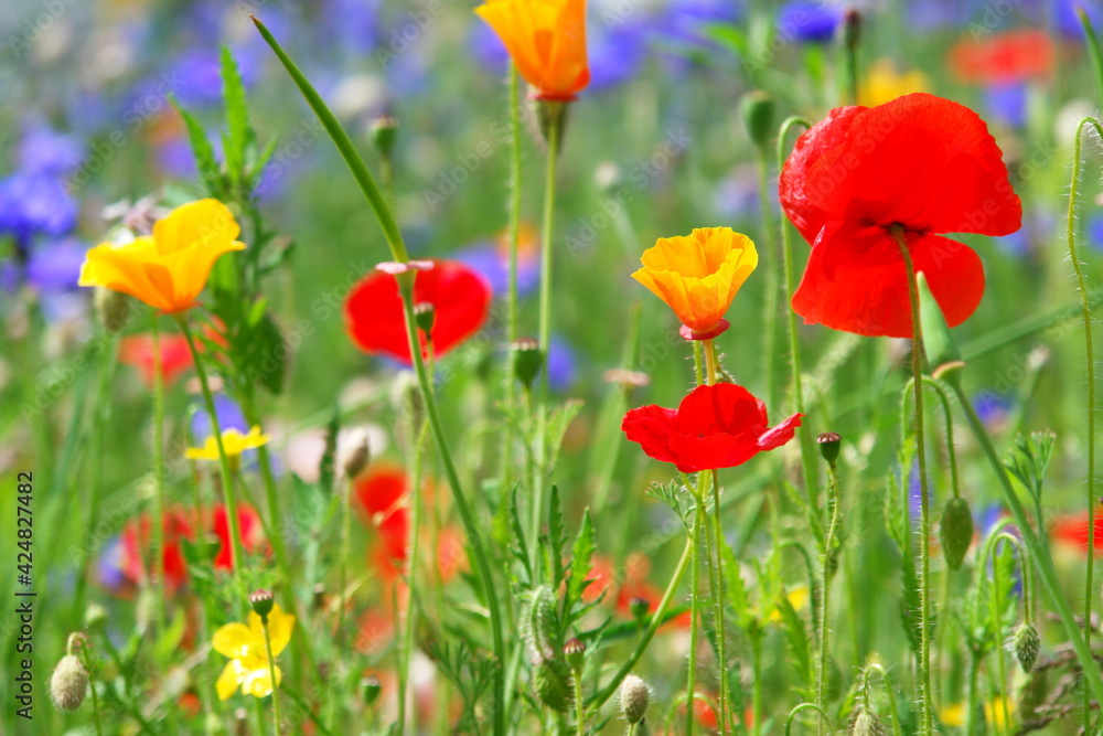 Obraz premium poppies