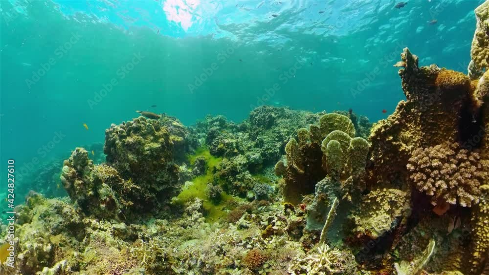 Underwater Tropical Reef View. Tropical fish reef marine. Soft-hard corals seascape. Philippines. Underwater Tropical Reef View. Tropical fish reef marine. Soft-hard corals seascape. Philippines.