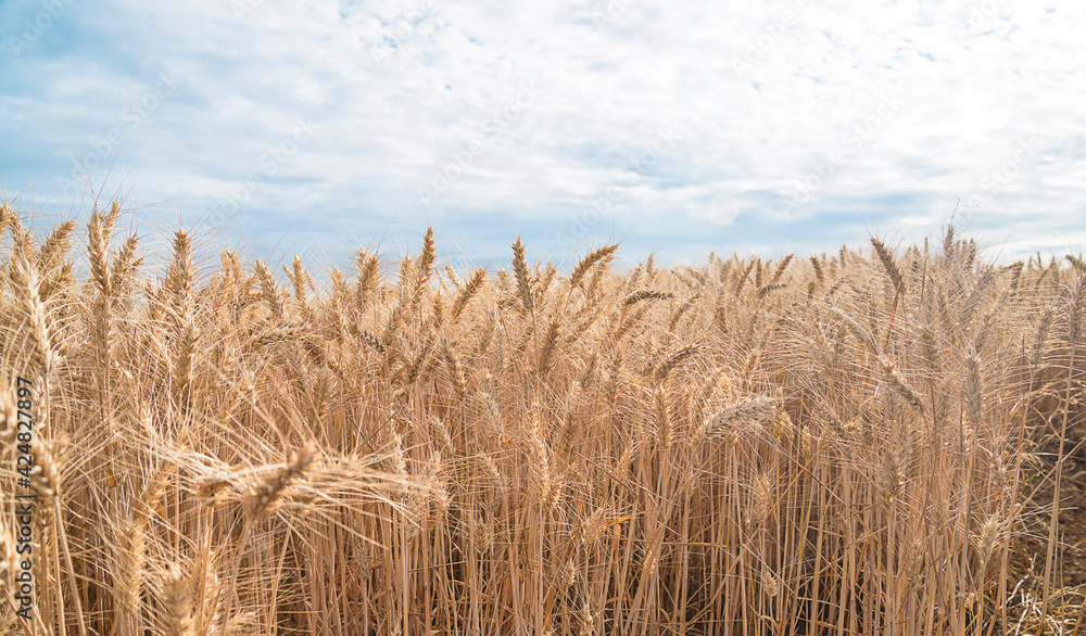 Fototapeta premium Beautiful agricultural with ripe wheats