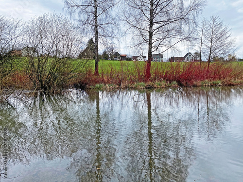 Late winter and early spring on the Sternenweiher pond or Sternensee lake above the forest gorge of the Mülibach stream, Samstagern - Canton of Zürich (Zuerich or Zurich), Switzerland (Schweiz) photo