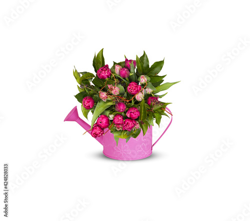 pink flower in a pot isolated white​ background​ with​ clipping​ path​