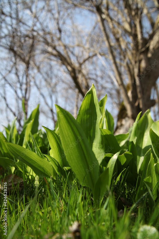 Obraz premium bear's garlic