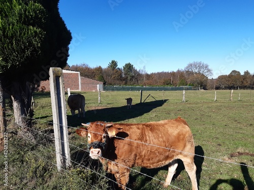 Foto Toro manso en una explotación ganadera en Galicia