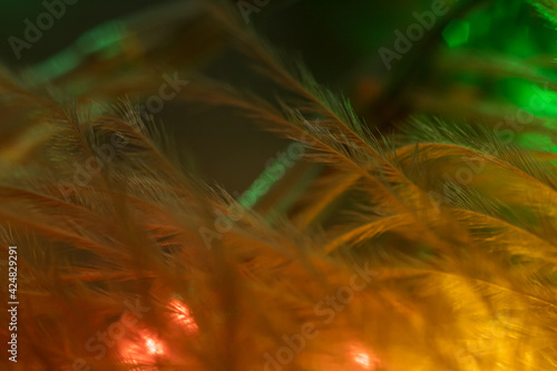 Closeup of the down feather of a bird. The bird's feather is close, fluff like seaweed or fairy trees, an abstraction of tenderness and lightness photo