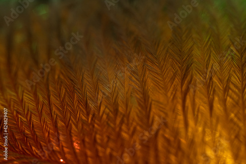 Closeup of the down feather of a bird. The bird's feather is close, fluff like seaweed or fairy trees, an abstraction of tenderness and lightness photo