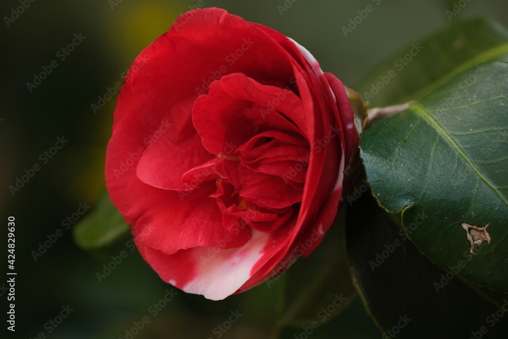 Un fiore rosso di camelia su un albero. Un fiore rosso di camelia su un albero.