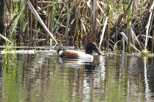 A male northern shoveler enjoying a beautiful day at the Billy Frank Jr. Nisqually National Wildlife Refuge, in the Pacific Northwest, Washington State. photo