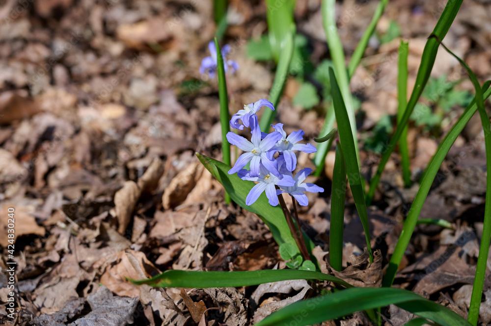 Chionodoxa luciliae by the side of the road Chionodoxa luciliae by the side of the road