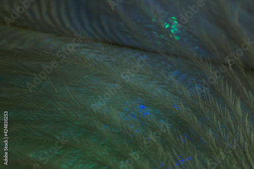 Closeup of the down feather of a bird. The bird's feather is close, fluff like seaweed or fairy trees, an abstraction of tenderness and lightness photo